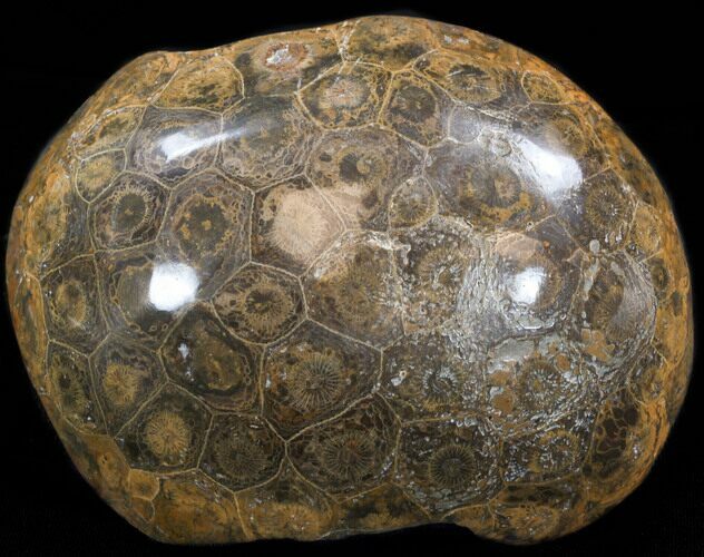 Polished Fossil Coral Head - Morocco #35376